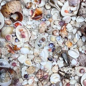 3 lbs. of Seashells